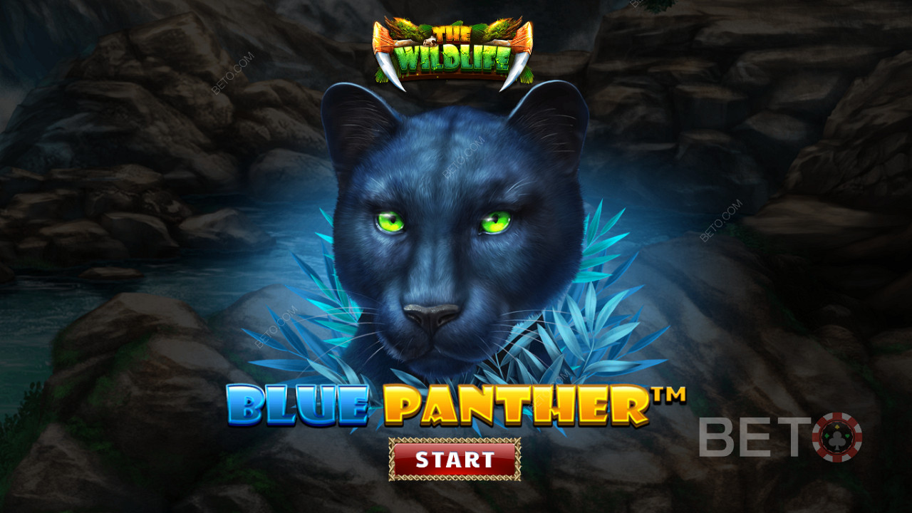 Vandra runt i djungeln bland de nattliga odjuren i Blue Panther slot.