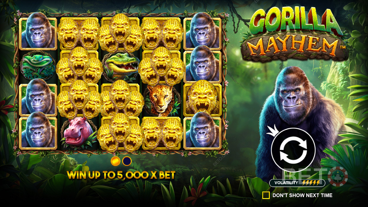 Golden Gorilla-symbolerna spelar en viktig roll i Gorilla Mayhem slot.